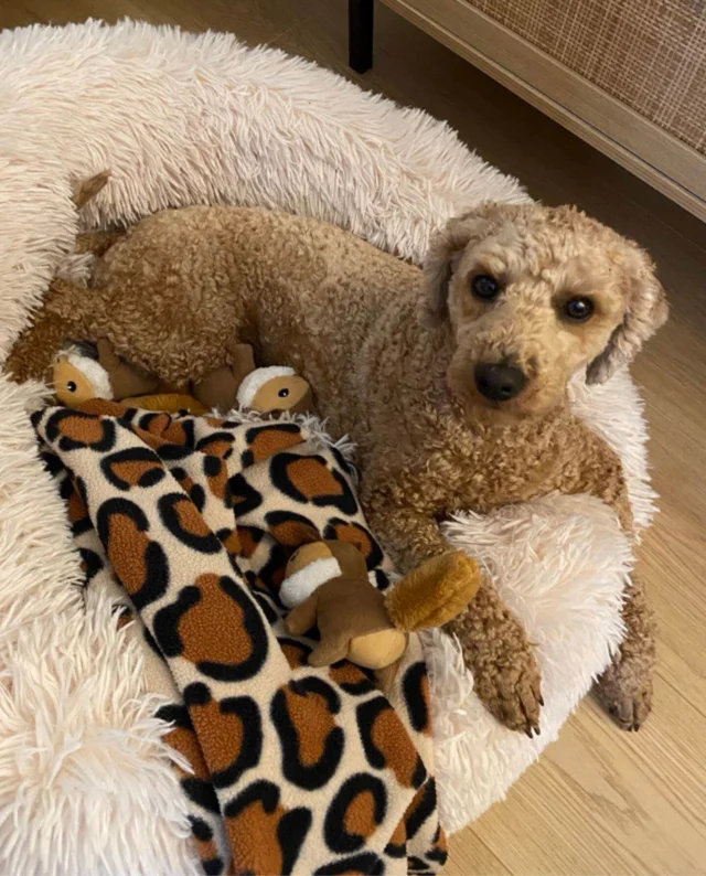 The Husk pups are living their best lives this winter! 🐾❄️